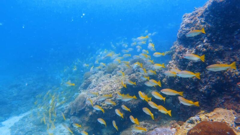 Muscat: Dolphin Watching and Snorkeling Tour - Key Points