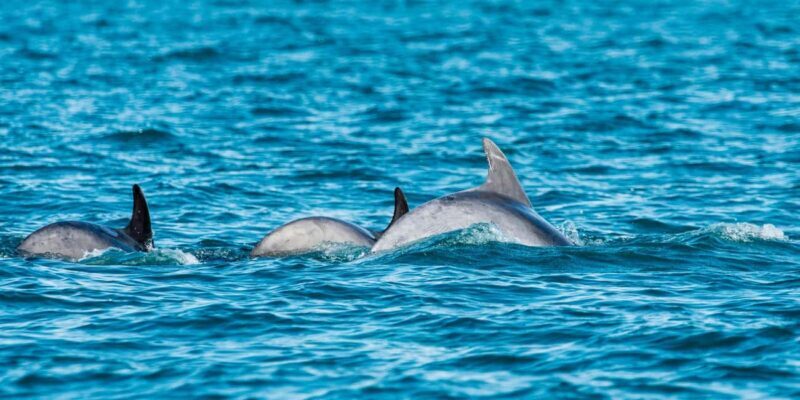 Muscat: Dolphin Watching Boat Trip with Snacks - Key Points