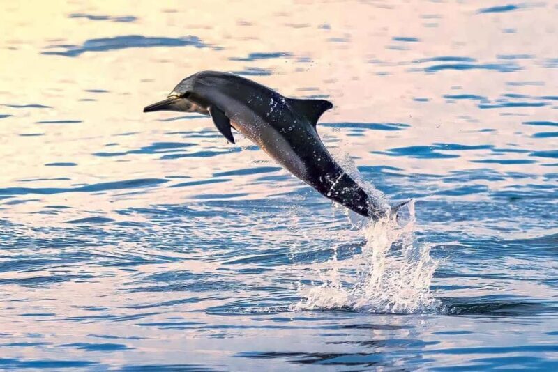 Muscat Dolphin Watching & Coastal Sightseeing Tour - The Itinerary in Detail: What You Can Expect