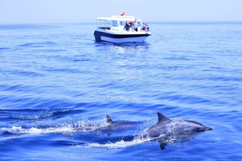 Muscat Dolphin Watching & Coastal Sightseeing Tour - The Value of the Experience