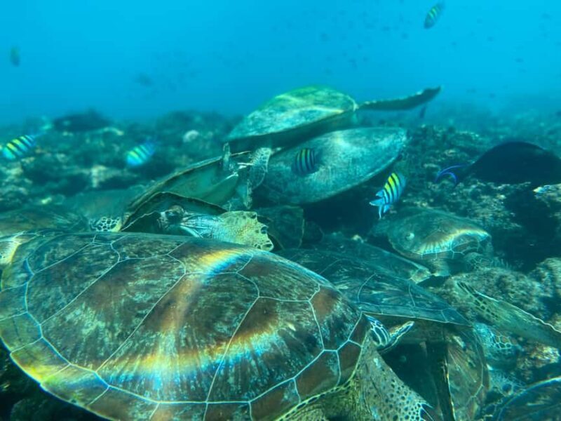 Muscat Oman: Snorkeling adventure to Daymaniyat Island - Muscat Oman: Snorkeling adventure to Daymaniyat Island