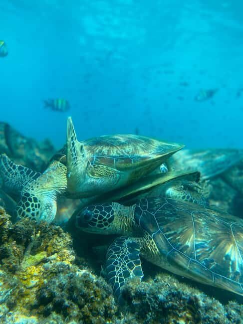 Muscat Oman: Snorkeling adventure to Daymaniyat Island - Key Points