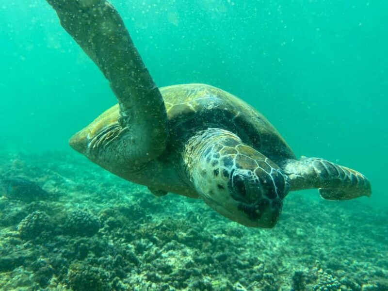 Muscat Oman: Snorkeling adventure to Daymaniyat Island - What Makes This Tour Special?
