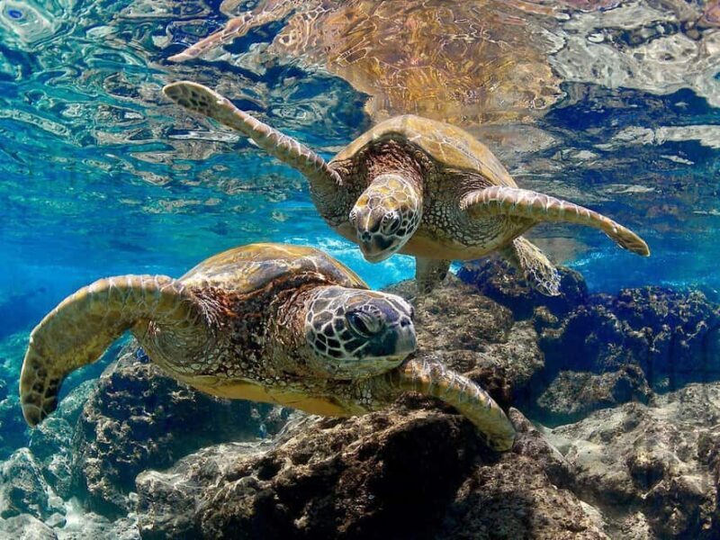 Muscat Oman: Snorkeling adventure to Daymaniyat Island - Limitations & Considerations