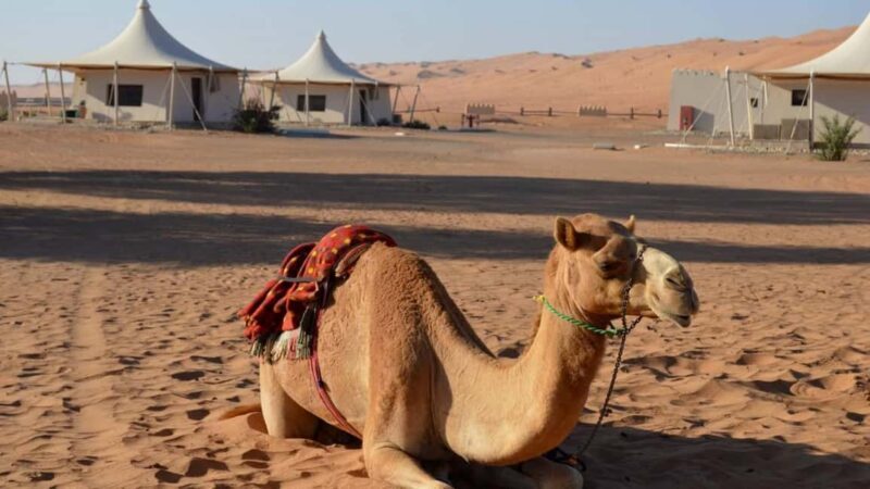 Muscat: Private 4-Wheel-Drive Desert Safari Trip - Pricing and Value