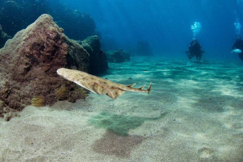 museo-atlantico-diving-class-for-non-certified-divers