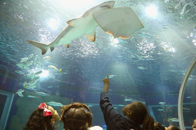 museum-of-tomorrow-aquario-olympic-boulevard-in-rio-de-janeiro