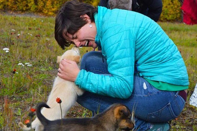 Mush Your Own Sled Dog Team (Summer/Fall Tour) - Mush Your Own Sled Dog Team (Summer/Fall Tour) – An Authentic Alaskan Adventure