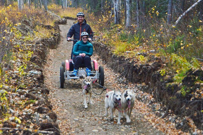 Mush Your Own Sled Dog Team (Summer/Fall Tour) - A Closer Look at the Experience