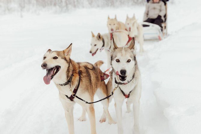 Mush Your Own Sled Dog Team (Winter Tour) in Talkeetna, Alaska - An In-Depth Look at the Tour