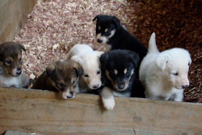 mushers-camp-and-smore-roasting-experience