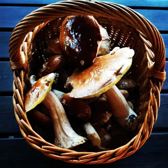 Mushroom picking in the forests near Riga - Key Points