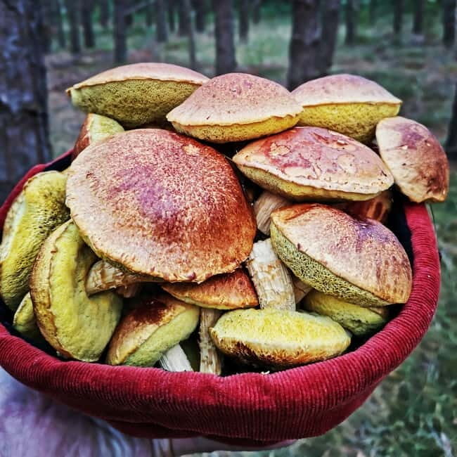Mushroom picking in the forests near Riga - What to Expect from the Mushroom Picking Tour