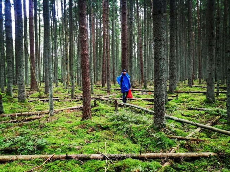 Mushroom picking in the forests near Riga - Who Will Love This Tour?