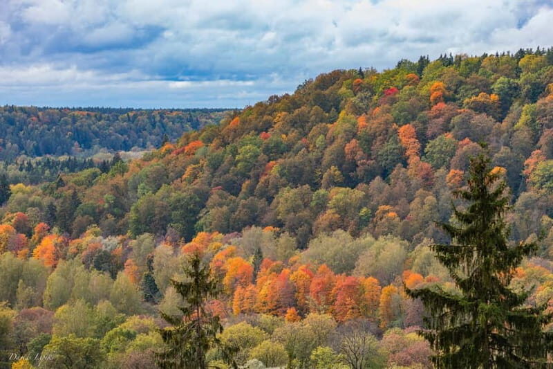 Mushroom picking in the forests near Riga - FAQ