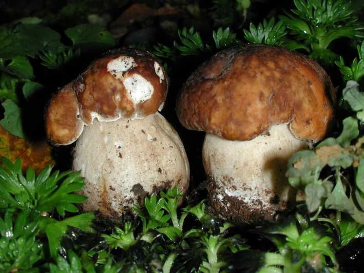 mushrooms