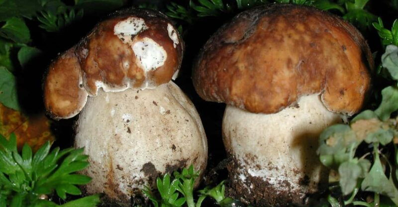 mushrooms