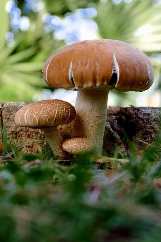 mushrooms