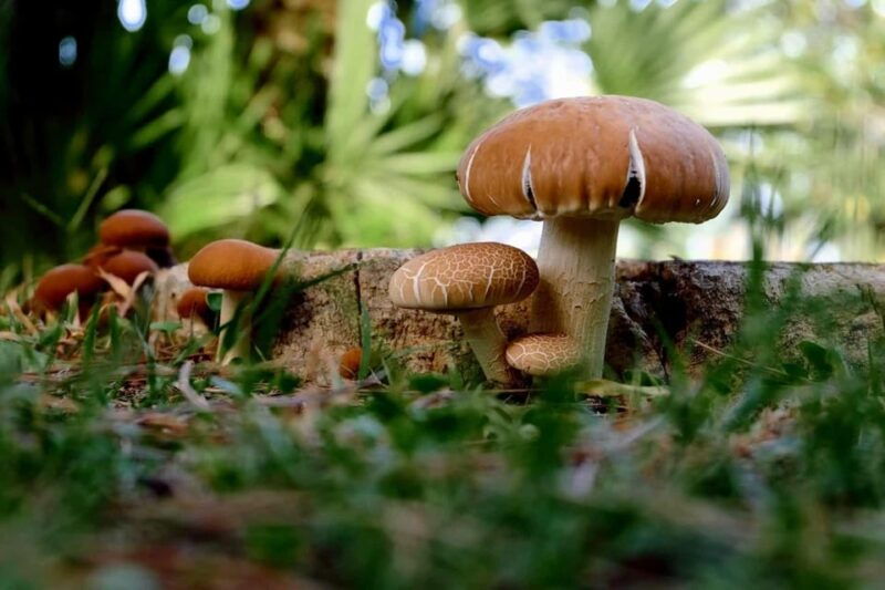 mushrooms