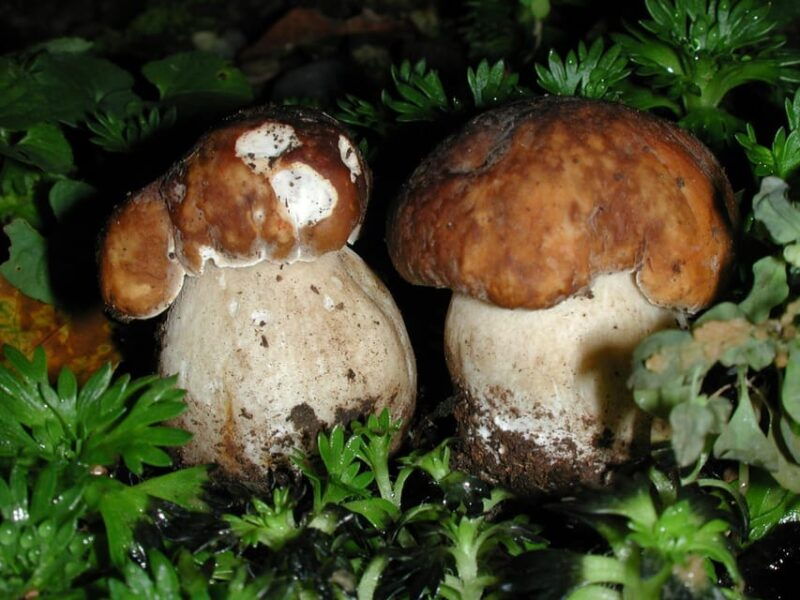 mushrooms