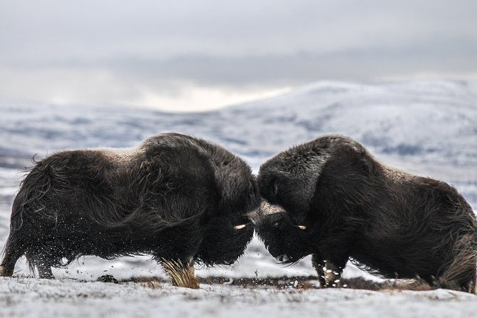 musk-ox-safari-in-dovrefjell-national-park-from-oppdal