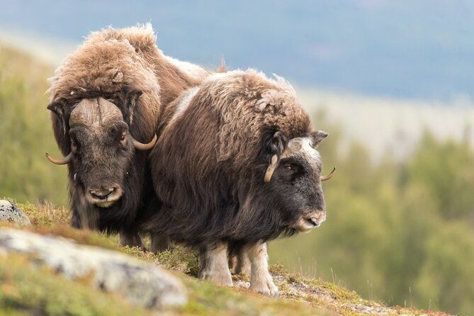 musk-ox-safari-in-dovrefjell-national-park-from-oppdal