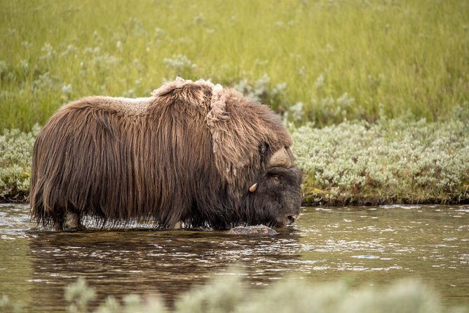 musk-ox-safari-in-dovrefjell-national-park-from-oppdal