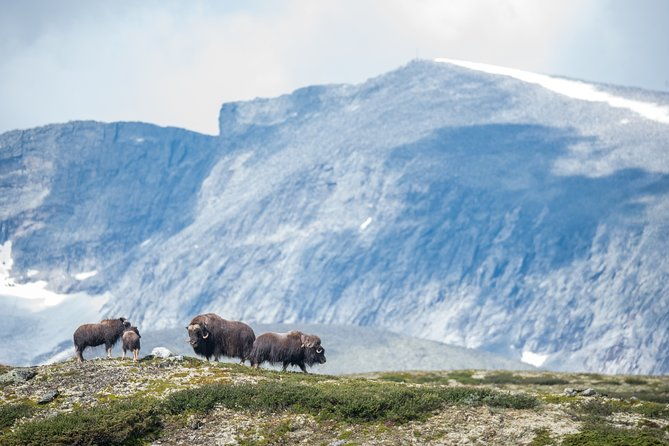 musk-ox-safari-in-dovrefjell-national-park-from-oppdal