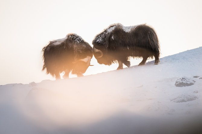 musk-ox-safari-in-dovrefjell-national-park-from-oppdal