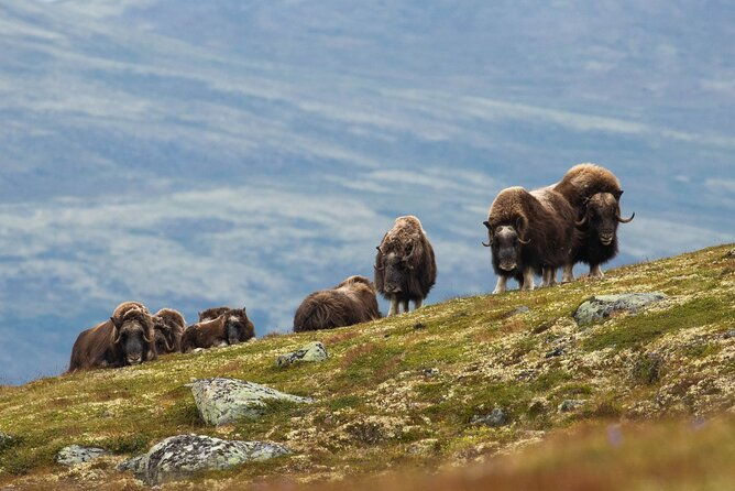 muskox-safari-from-hjerkinn-dovre-lesja-aktiv