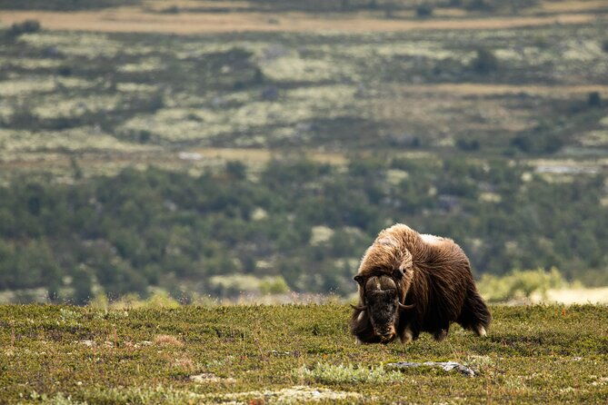 muskox-safari-from-hjerkinn-dovre-lesja-aktiv