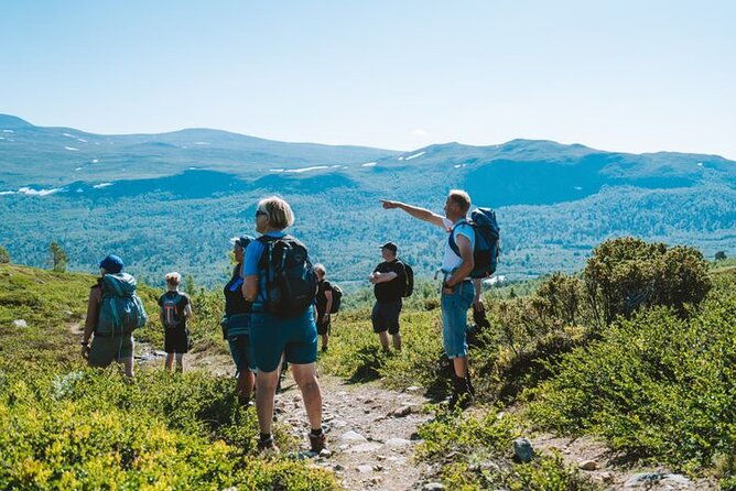muskox-safari-from-hjerkinn-dovre-lesja-aktiv