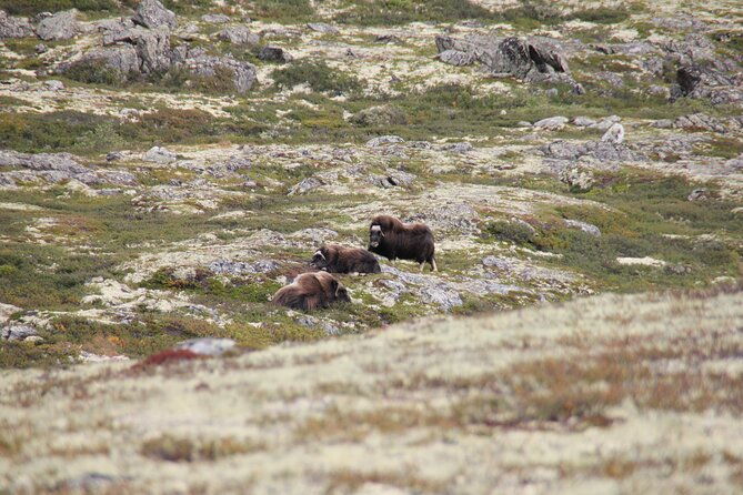 muskox-safari-from-hjerkinn-dovre-lesja-aktiv
