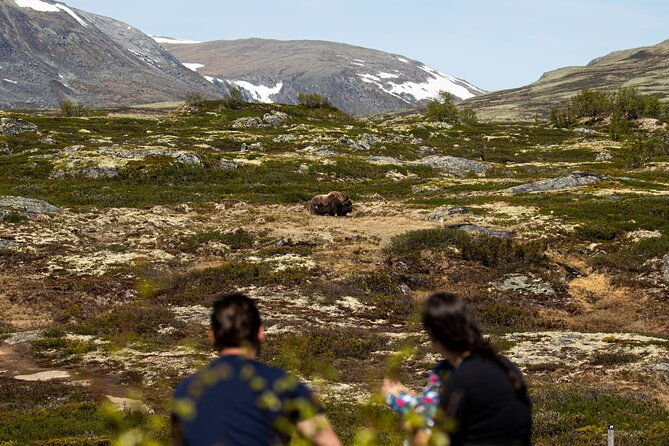 muskox-safari-from-hjerkinn-dovre-lesja-aktiv
