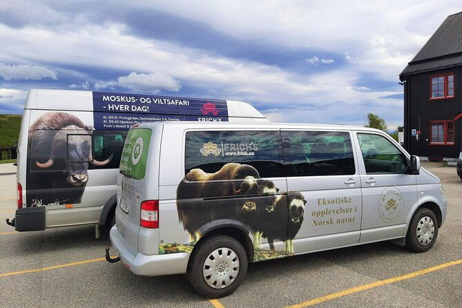 muskox-safari-from-hjerkinn-dovre-lesja-aktiv