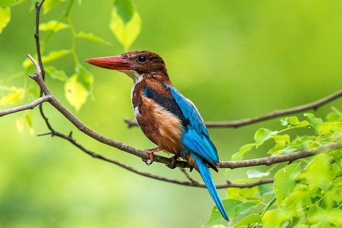 muthurajawela-bird-watching-tour-from-colombo-negombo