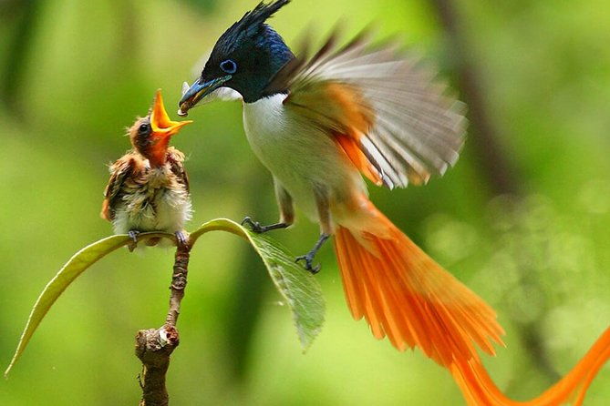 muthurajawela-bird-watching-tour-from-colombo-negombo