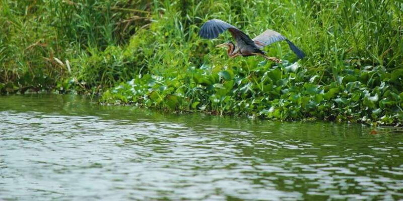 muthurajawela-bird-watching-tour-from-negombo-and-colombo