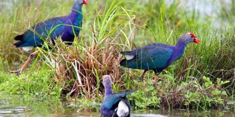 muthurajawela-wetland-birdwatching-expedition-by-boat