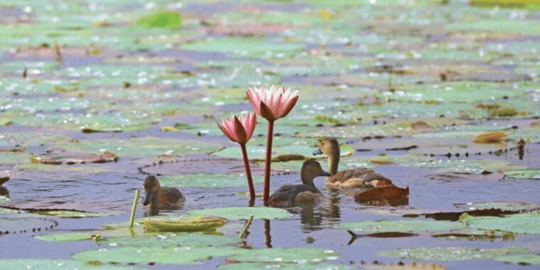 muthurajawela-wetland-birdwatching-expedition-by-boat