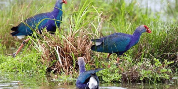 muthurajawela-wetland-birdwatching-expedition-by-boat