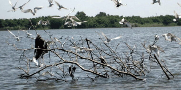 muthurajawela-wetland-birdwatching-expedition-by-boat