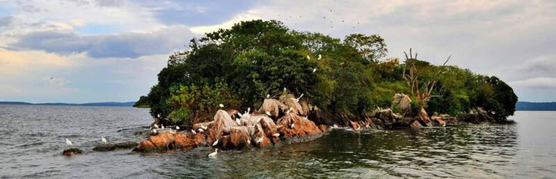 Mwanza: 3-Day Rubondo Island Safari with Chimp Trekking - Discovering Rubondo Island: An Authentic Forest Escape