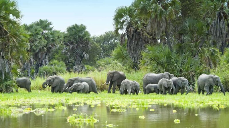 Mwanza: Rubondo Island 5-Day Safari with Meals - Key Points