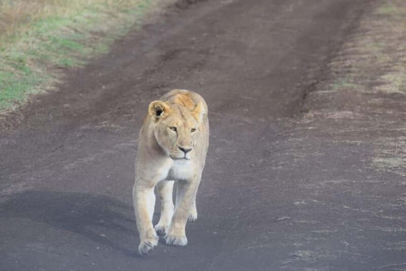Mwanza: Serengeti National Park Day Trip with Lunch - Practical Tips for a Smooth Experience  