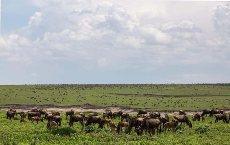 Mwanza: Serengeti National Park Day Trip with Lunch - FAQ  