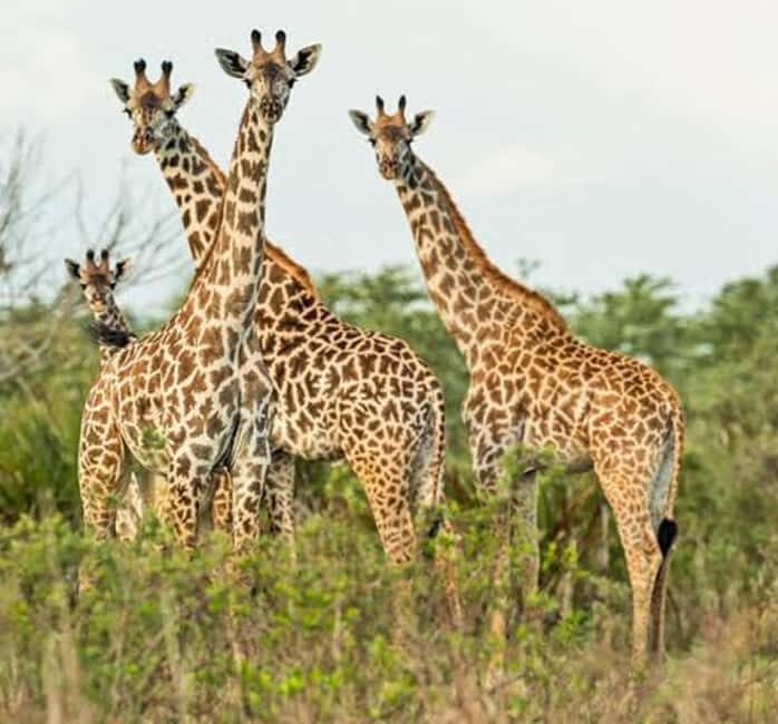 Mwanza: Serengeti National Park Day Trip with Lunch - Key Points