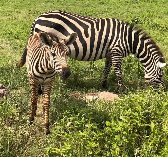 Mwanza: Serengeti National Park Day Trip with Lunch - Final Thoughts
