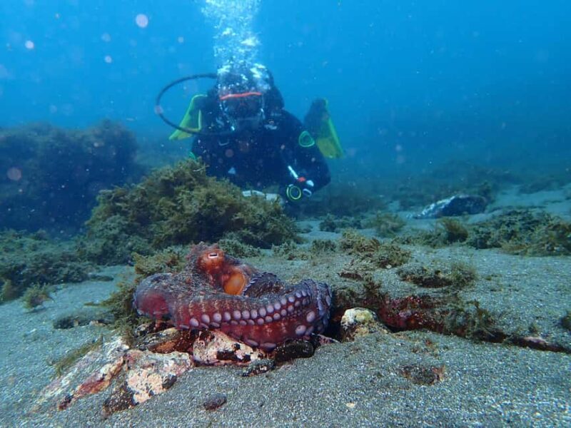 My First Scuba Dive into the Ocean from Terceira - Azores - Introduction