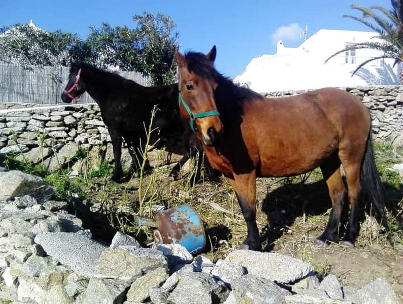 Mykonos Family Jeep Adventure: Farm, Winery and Beach Fun - Key Points